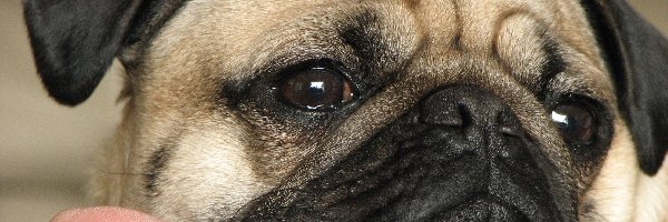 Mops