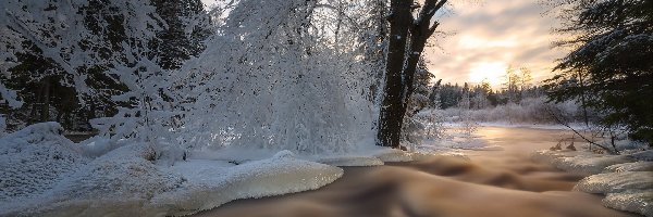 Potok, Wschód słońca, Drzewa, Zima
