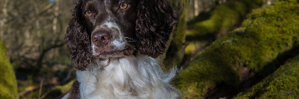 Mordka, Mech, Drzewa, Springer spaniel angielski