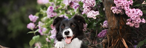 Konar, Bez, Border collie