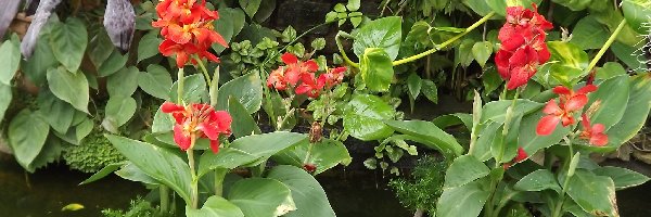 Staw, Liście, Kwiaty, Ogród Botaniczny