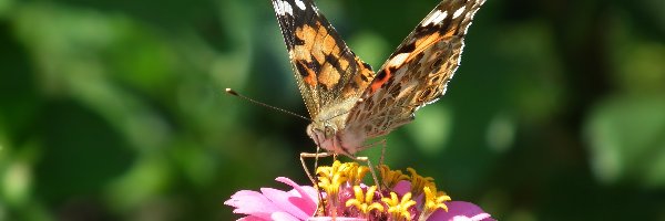 Motyl, Osetnik, Rusałka, Cynia, Kwiat