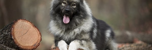 Szpic eurasier, Drewno, Kłody, Pies