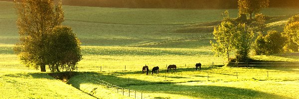 Pastwisko, Konie, Drzewa, Łąki