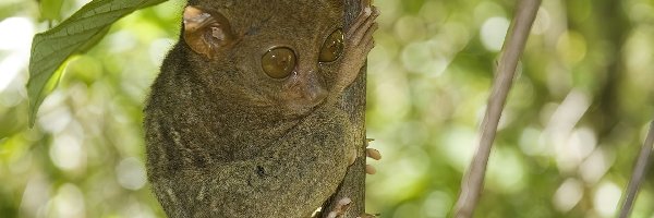 Bohol Tarsier