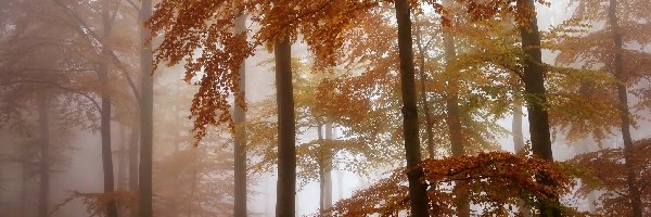 Jesień, Las, Mgła, Liście, Drzewa