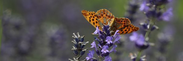 Pomarańczowy, Motyl, Lawenda