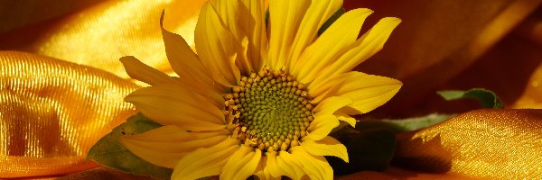 Słonecznik ozdobny, Kwiat