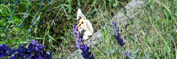 Lawenda, Motyl