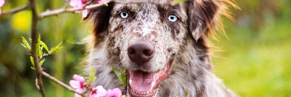 Kwiaty, Australian shepherd, Owczarek australijski