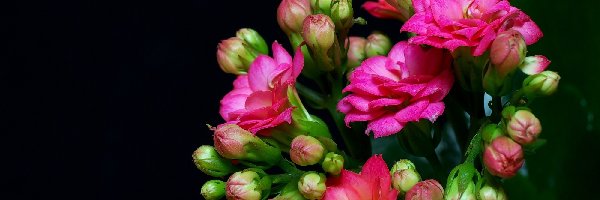 Kalanchoe, Kwiaty