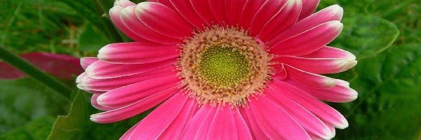 Gerbera, Różowa