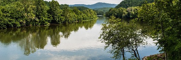 Drzewa, Las, Rzeka
