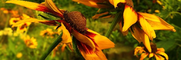 Rudbekie, Kwiaty
