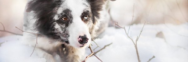 Śnieg, Border collie