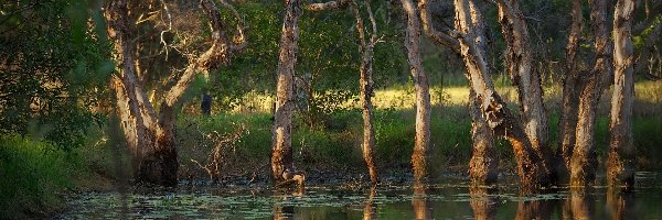 Bagno, Słońca, Promienie, Las