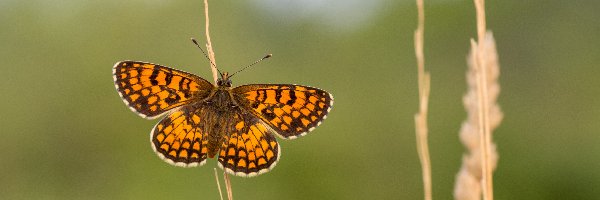 Przeplatka, Roślina, Atalia, Motyl