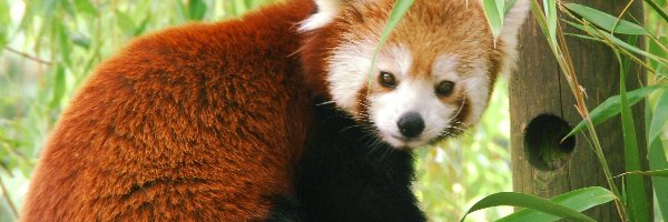 Pandka ruda, Panda Czerwona, Miś