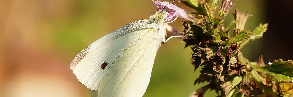 Kapustnik, Bielinek, Motyl