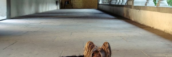 smycz, Australian Silky Terrier, Leżący