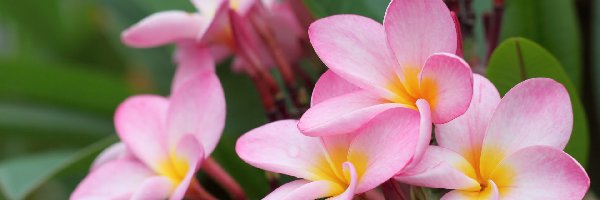 Plumeria, Kwiaty, Bladoróżowe