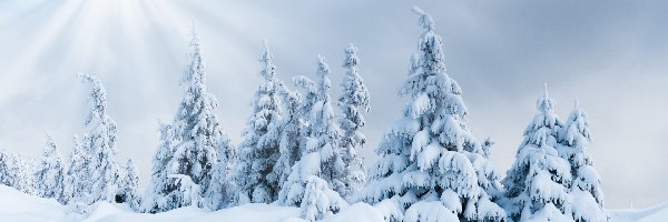 Słońce, Drzewa, Ośnieżone, Zima, Śnieg