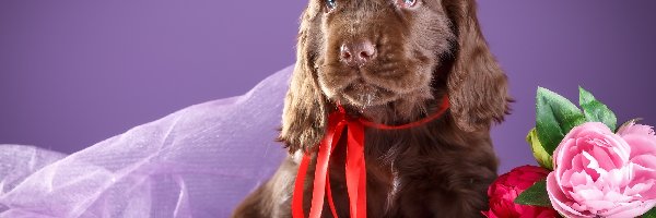 Cocker spaniel, Czerwona wstążka, Kwiatki, Szczeniak