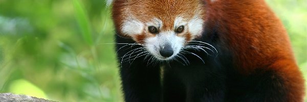 Mała, Pandka ruda, Czerwona, Panda