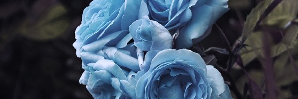 Róże, Niebieskie