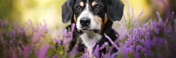 Entlebucher, Wrzosy, Mordka, Pies