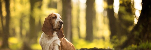 Pies, Las, Basset hound, Łączka, Drzewa