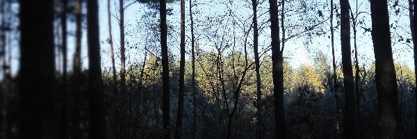 Jesień, Drzewa, Las