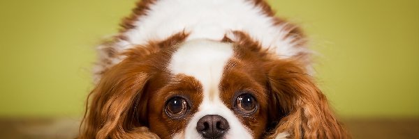 King Charles Spaniel, Pies