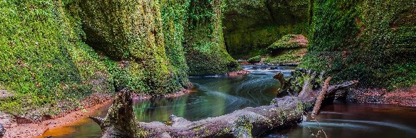 Zieleń, Skały, Rzeka Carnock Burn, Wąwóz Finnich Glen, Szkocja, Pień, Uschnięty