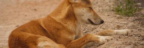 Dingo, Pies, Śpiący