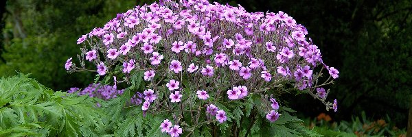 Pelargonia, Liście, Kwiatki