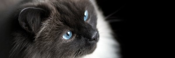 Kot birmański, Oczy, Niebieskie