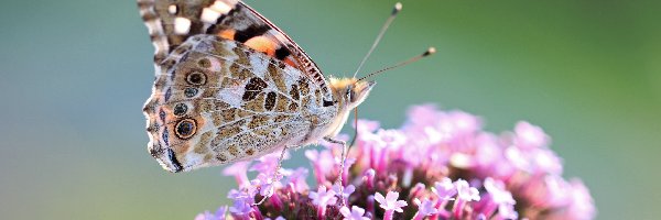 Owad, Motyl, Rusałka Osetnik