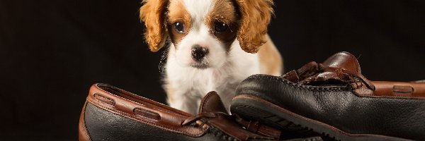 Buty, Cavalier king charles spaniel, Szczeniak