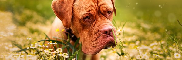 Dog de Bordeaux, Pies