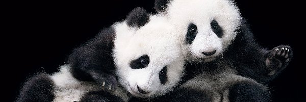 Panda, Misie, Dwa