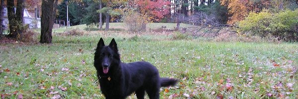 jesień, Owczarek belgijski Groenendael