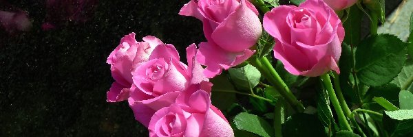 Bukiet, Róże, Różowe, Kwiaty