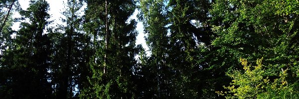 Las, Drzewa, Olbrzymie, Niebo, Turkusowe