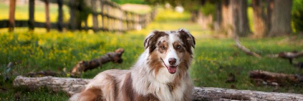 Owczarek australijski-australian shepherd