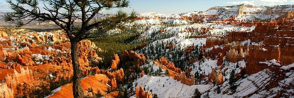 Kanion, Śnieg, Drzewo, Utah