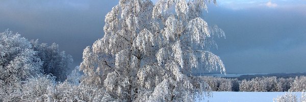 Zima, Śnieg, Drzewa