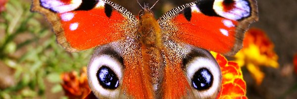 Rusałka pawik, Motyl