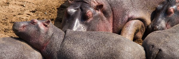 Hipopotamy, Śpiące