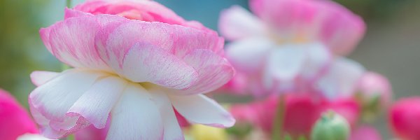 Kwiaty, Tło, Rozmyte, Biało-różowe